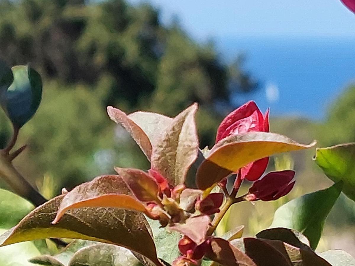 Country house Arcamyrtus Alghero