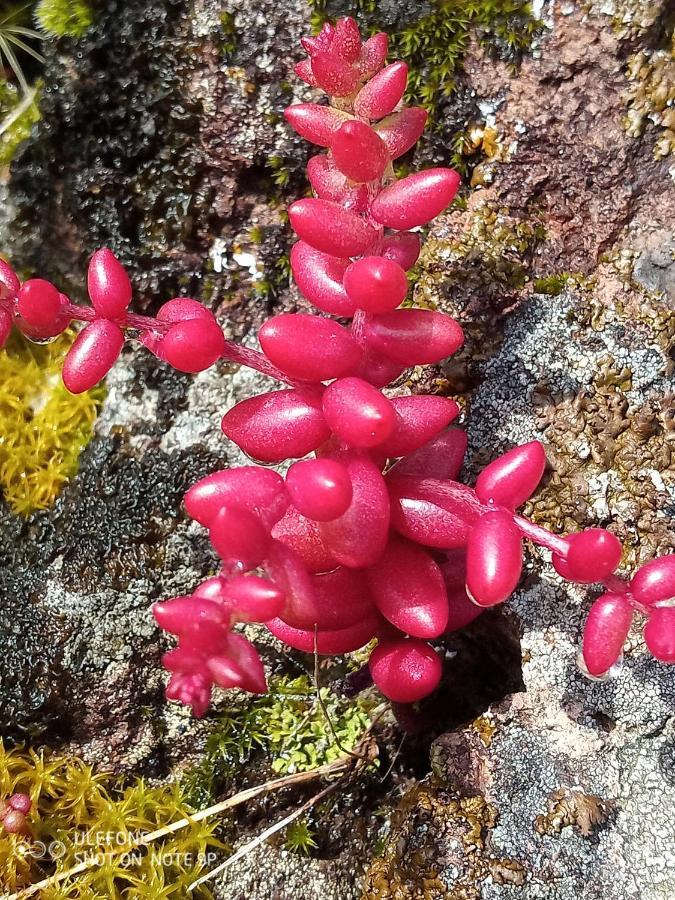 Arcamyrtus *