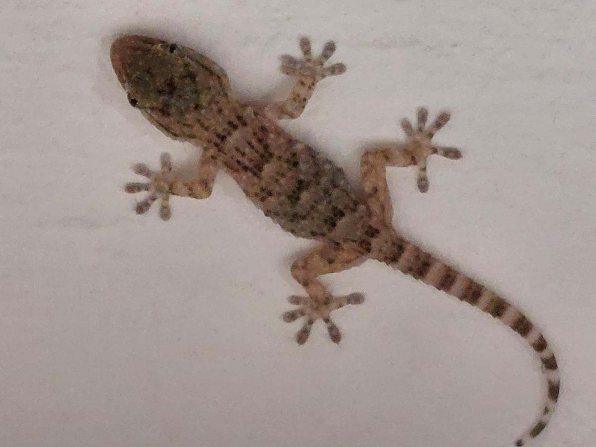 Arcamyrtus Alghero