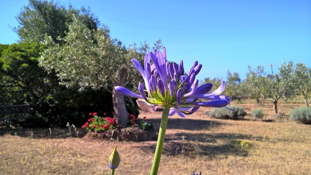 Arcamyrtus Alghero
